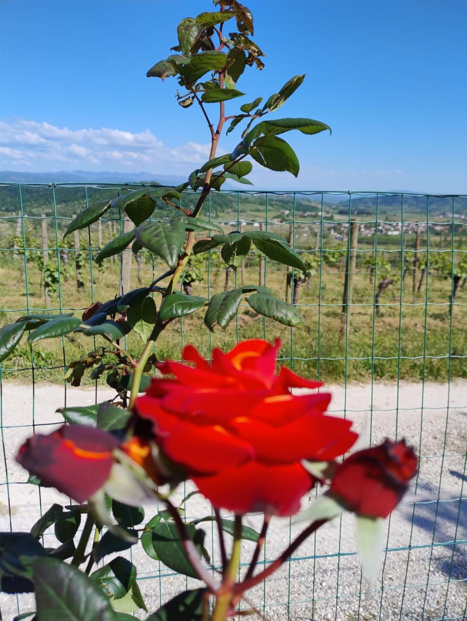 Le Badie Wine Resort Rosazzo Kültér fotó